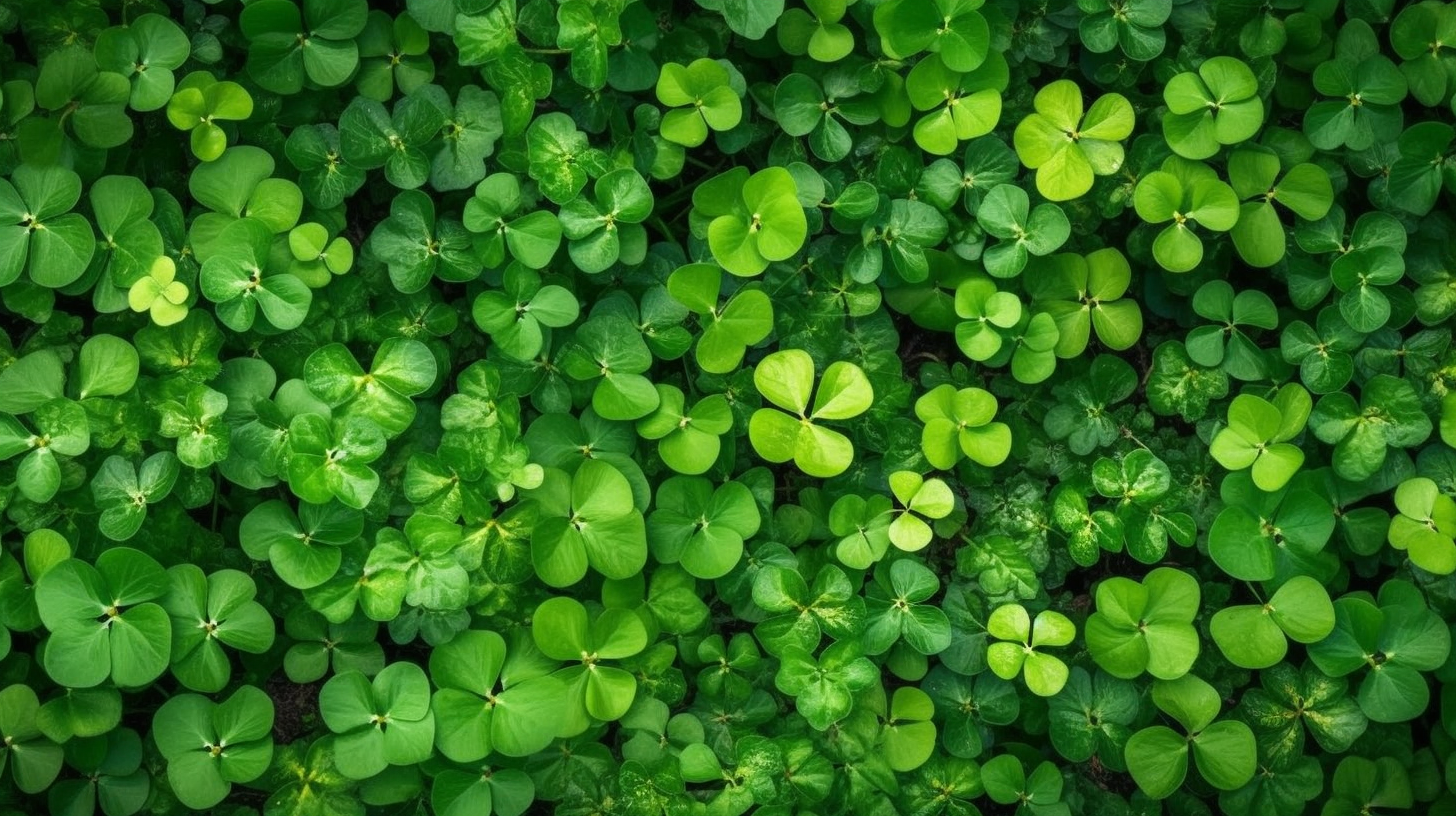 plant-copy