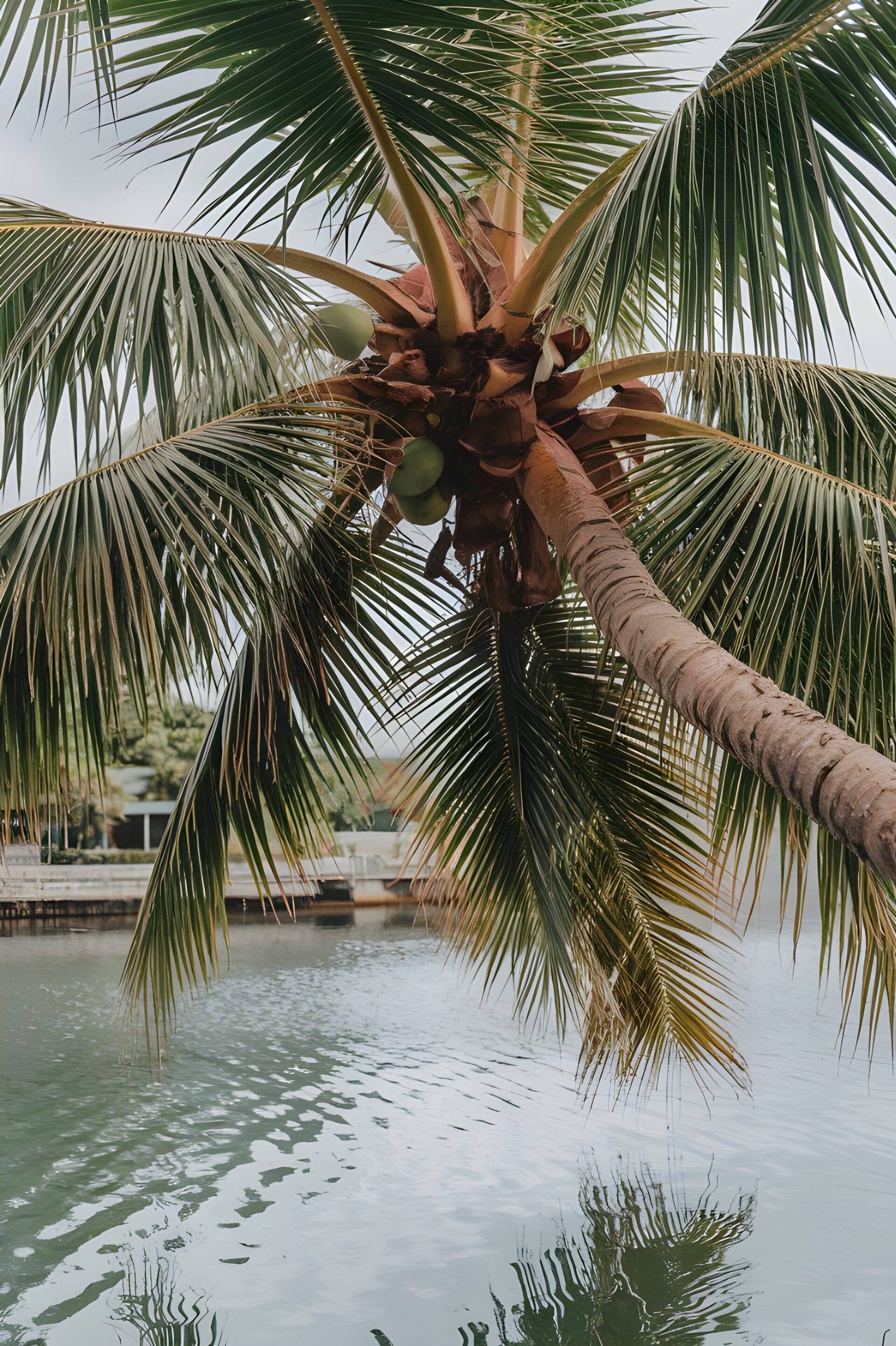 coconut-coco-summer-tropical-aesthetic-plant-fresh-fruit-food-vegetable-wellness-food-drink-organic-palm-copy