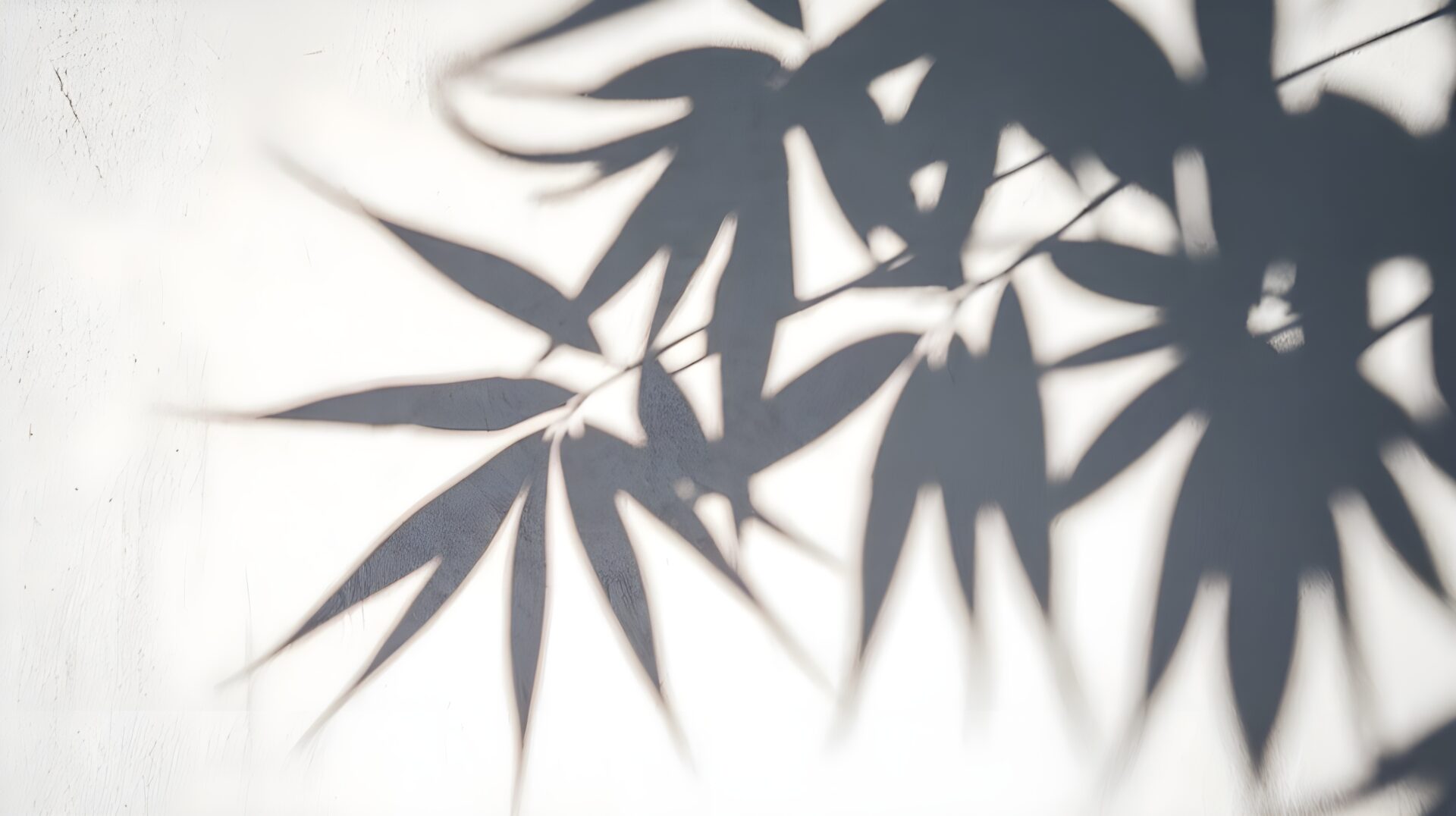 realistic-tropical-leaves-shadow-overlay-effects-background-leaf-shadow-light-shadow-shadow-wall-background-shadow-light-overlay