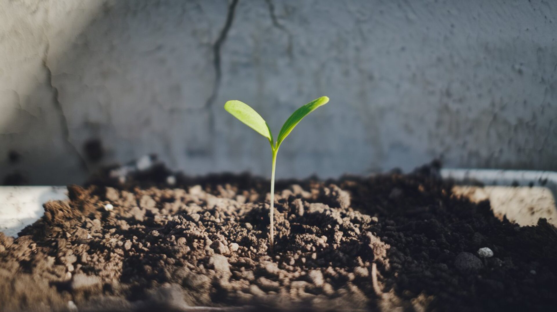 growing-plant-plant-growing-green-leaf-nature-seeding-gardener-botany-leaves-growth-tree-gardening-plants-seed-sprout-garden-soil-spring-seed-growing-copy-copy-copy-copy-copy