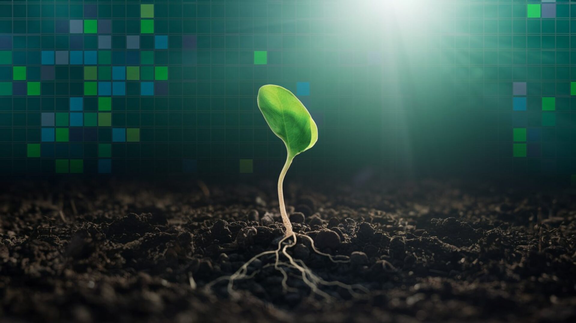 growing-plant-plant-growing-green-leaf-nature-seeding-gardener-botany-leaves-growth-tree-gardening-plants-seed-sprout-garden-soil-spring-seed-growing-copy-copy-copy-copy-copy