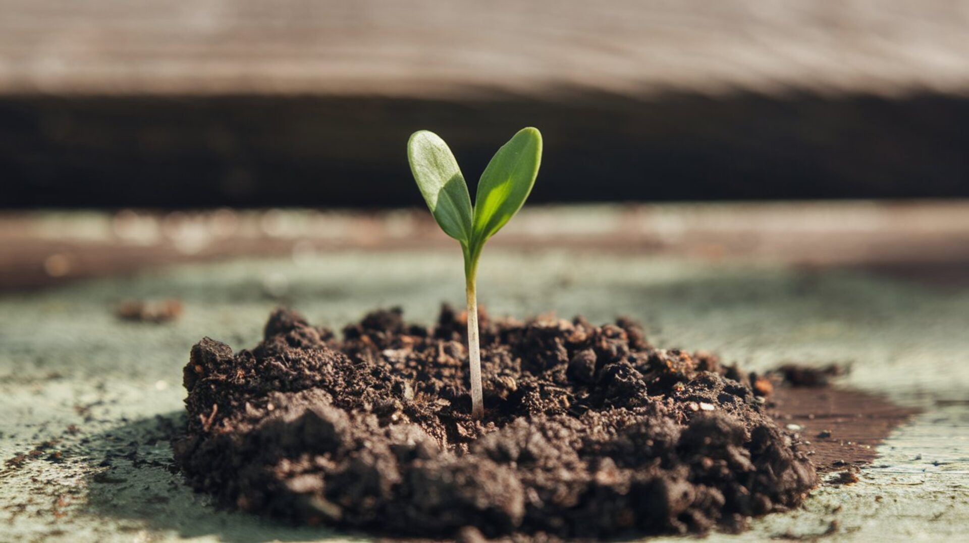 growing-plant-plant-growing-green-leaf-nature-seeding-gardener-botany-leaves-growth-tree-gardening-plants-seed-sprout-garden-soil-spring-seed-growing-copy-copy-copy-copy