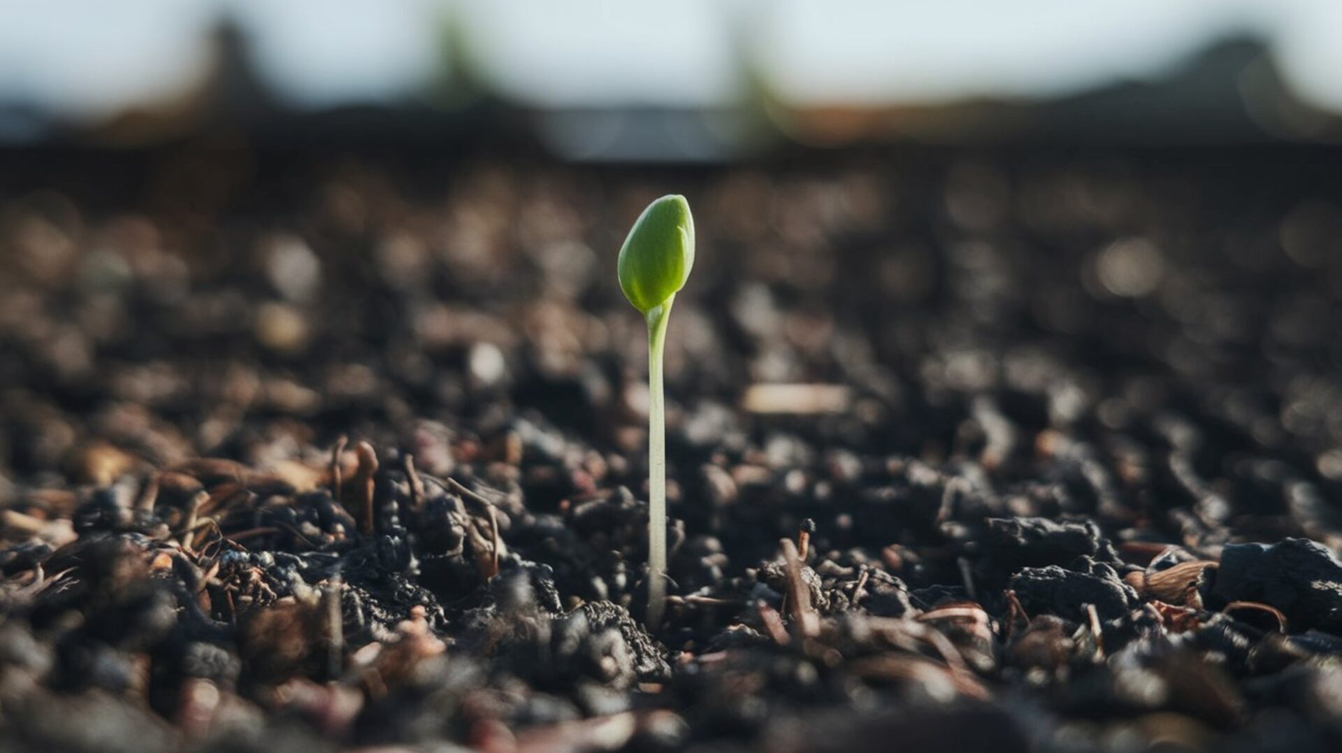 growing-plant-plant-growing-green-leaf-nature-seeding-gardener-botany-leaves-growth-tree-gardening-plants-seed-sprout-garden-soil-spring-seed-growing-copy-copy