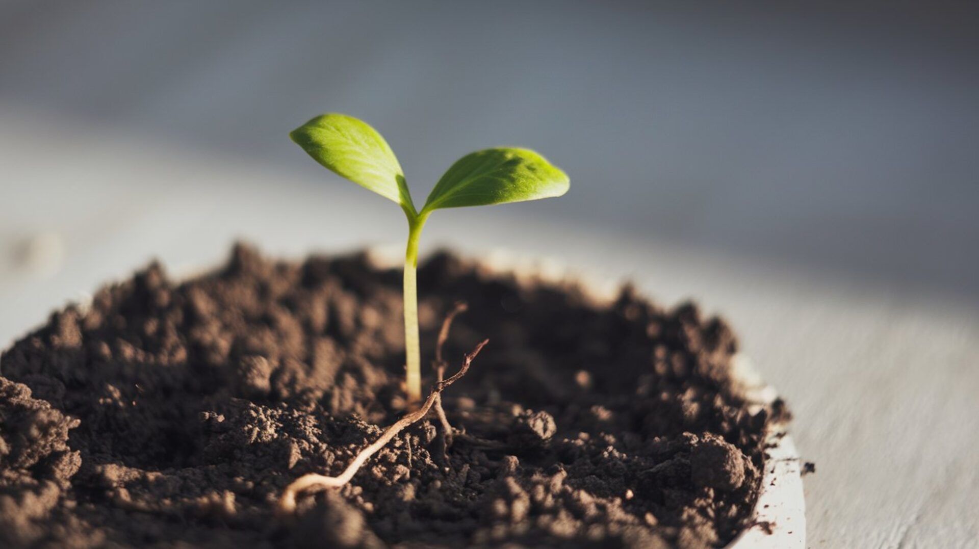 growing-plant-plant-growing-green-leaf-nature-seeding-gardener-botany-leaves-growth-tree-gardening-plants-seed-sprout-garden-soil-spring-seed-growing-copy-copy