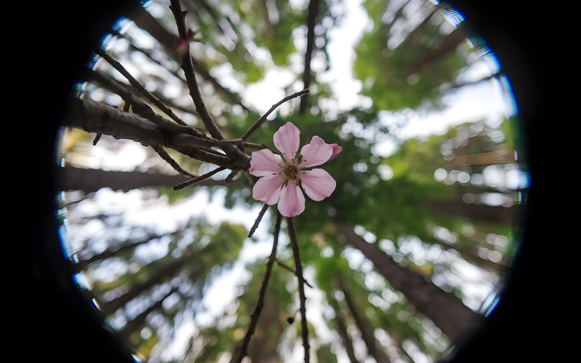 pink-flower-garden-fisheye-photography-flowers-fish-eye-lens-fish-eye-photography-fisheye-lens